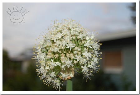 onion flower