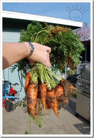 carrots1